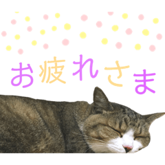 キジ白猫のエルくん