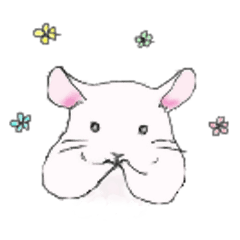 ゆるっと、我が家のチンチラさん。