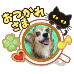 チワックス虎龍a