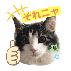 すずスタンプ-norwegianforestcat-