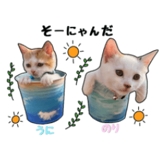 子猫の「のりうに」