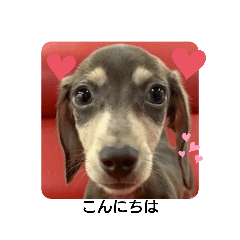 可愛いライガー君