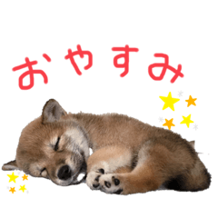 柴犬のこむぎ成長スタンプ