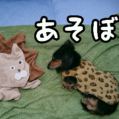 お昼寝大好き おとぼけダックス 2