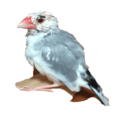可愛い文鳥さん