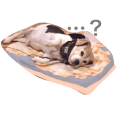 だる犬くっちゃん