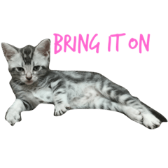 ハルっぺの日常