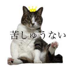 キジ白さんの日常2