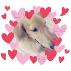 我が家のアイドル(ソラ)