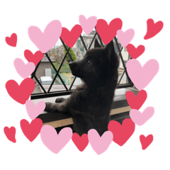 甲斐犬ごんちゃん