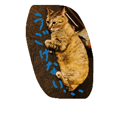 猫のちゃっぴーpart2