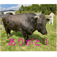 ひかるカブラースタンプ