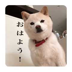 豆柴のくう　だらだら〜