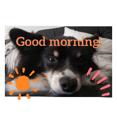 かわいいイヌネコスタンプ