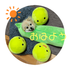 ポメラニアンのまめしし君