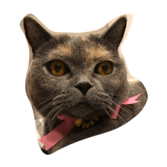 うちの『はな』さん