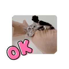 ミルの日常スタンプ  (アメショ)