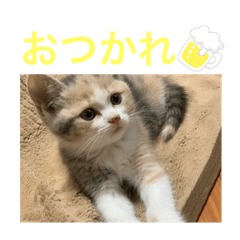 【猫】つくねのつーちゃん