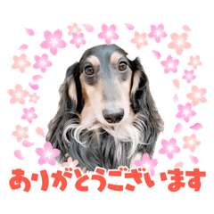 ミニチュアダックスまるちゃんの一言