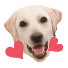 ラブラドールレトリバー 日常スタンプ