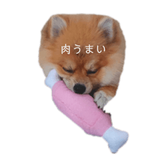 ポメラニアンのたきちゃん
