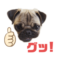 パグ犬チョキ スタンプ