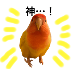 コザクラインコのキロちゃん　その③