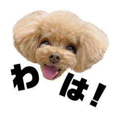 マルコのスタンプ 1