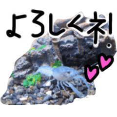 もしもアメリカザリガニがしゃべったら…