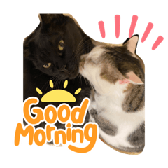 ルールー我が家のやんちゃ娘3