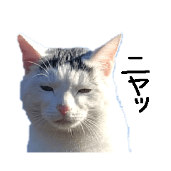 通りすがりのノラ猫2