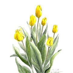 Handwritten tulip bouquet