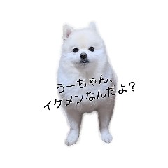 イケメンポメラニアンうたくん