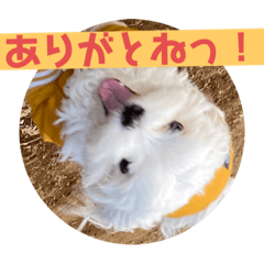 犬のポン(マルチーズ)ありがとうスタンプ