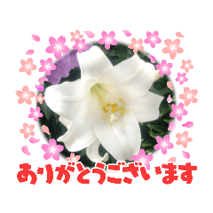 花(♪感謝•happy♪)