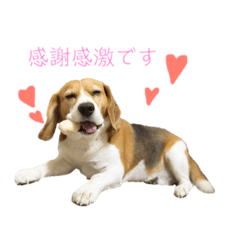 ビーグルのレオくん