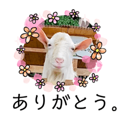 ヤギのペッパーとミルク