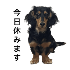 ミニチュアダックスのマロくん第2弾