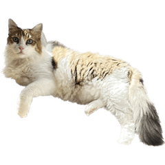 Invinble little fat2