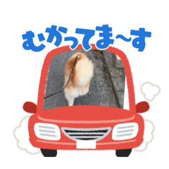 ポメのチョコちゃん