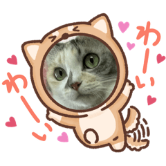 チコにゃん❣️モモにゃん❣️(^^)