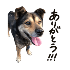 愛犬チップ（1）