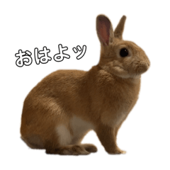 うさぎのムギチャン