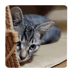 猫上司のおことば〜お仕事気づかい編