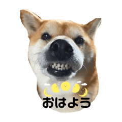 柴犬きなこの威嚇シリーズ