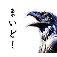 気まぐれカラス