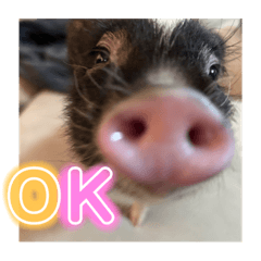 ぷあちゃんの日常会話