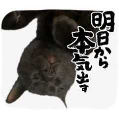 ねこシェアスタンプ