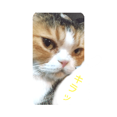 猫好きスタンプと、動物スタンプ