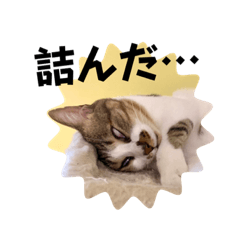 保護猫カフェらっくら家⑤